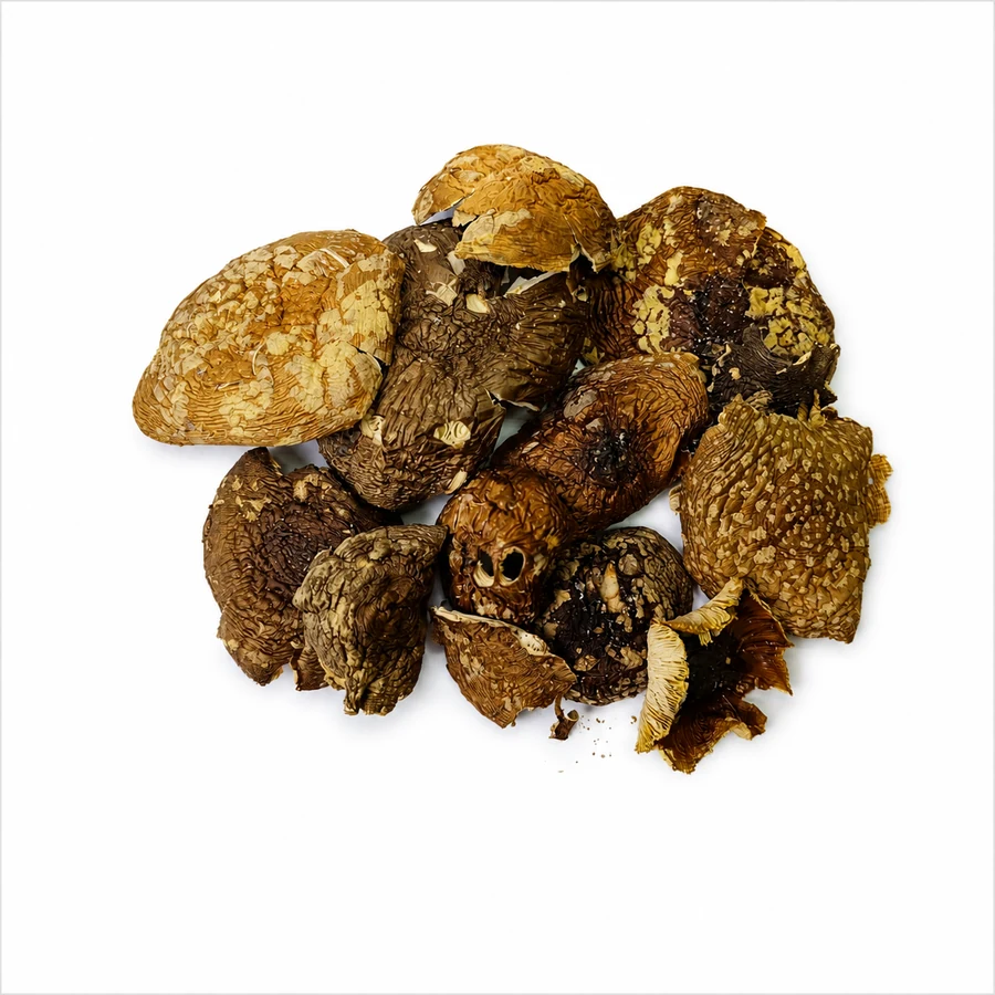 Amanita regalis قبعات كاملة الصف أ