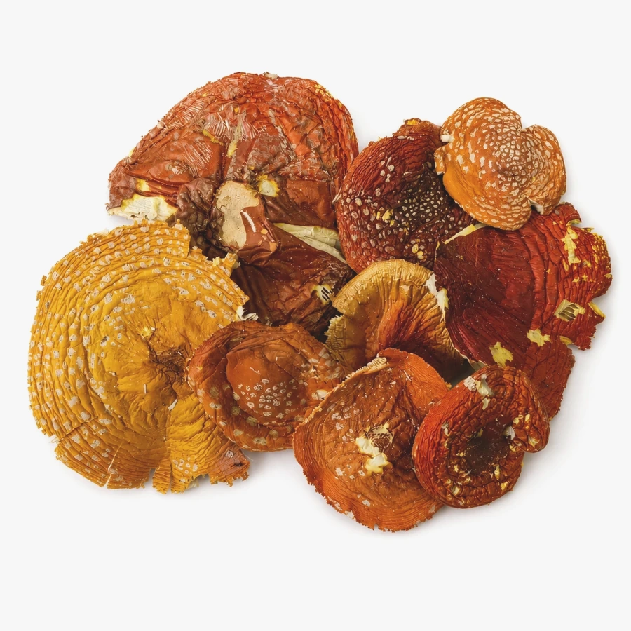 Amanita muscaria wholesale formats