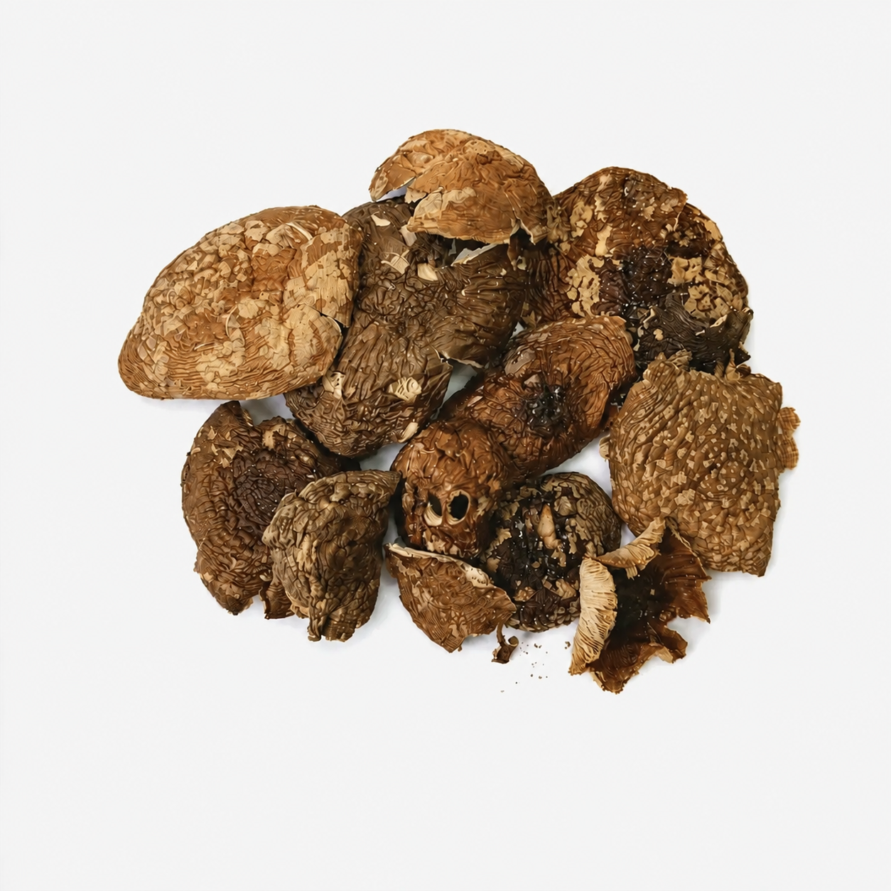 Amanita regalis wholesale formats